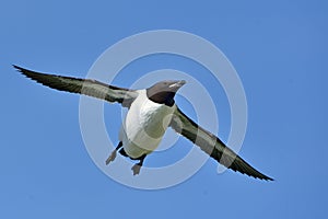 Common Murre (Uria aalge) flying on the sky