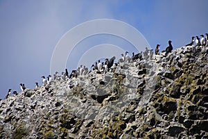 Common Murres and pelagic cormorant