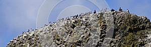 Common Murres and pelagic cormorant