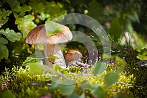 Common Mushrooms in Forest photo