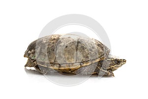 Common Musk Turtle