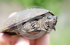 Common Musk Turtle held in hand