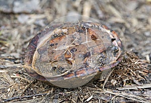 Common Musk Turtle upside down showing plastron