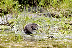 Common Muskrat Eats Cattail  700916