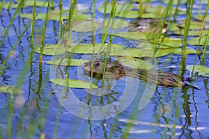 Common Muskrat Swims  829053