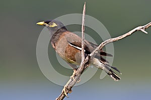 Common Myna photo