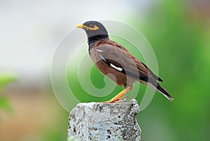 Common myna photo