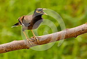 Common Myna