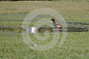 Common Myna