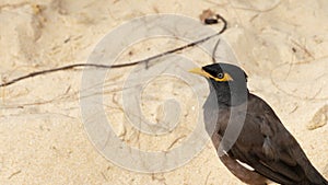 Common Myna -Acridotheres tristis-