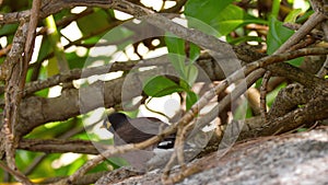 Common Myna -Acridotheres tristis-