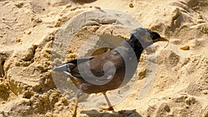 Common Myna -Acridotheres tristis-