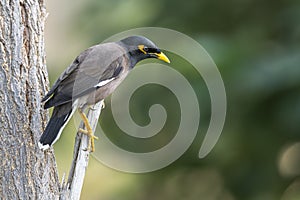 The Common Myna, Acridotheres tristis