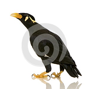 Common Myna - Acridotheres tristis