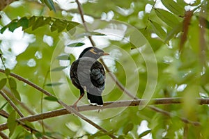 Common Myna - Acridotheres tristis, common perching bird from Asian gardens and woodlands