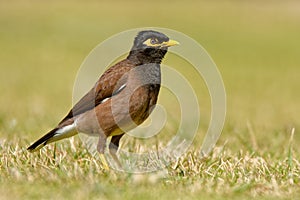 Common Myna - Acridotheres tristis or Indian myna , sometimes spelled mynah,member of the family Sturnidae starlings and mynas n