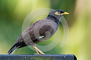 Common Myna - Acridotheres tristis or Indian myna , sometimes spelled mynah,member of the family Sturnidae starlings and mynas