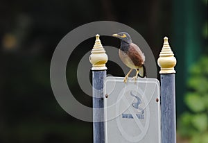 Common Myna Acridotheres tristis No smoking