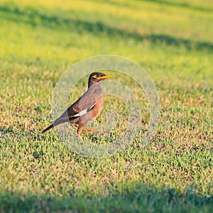 Common myna (Acridotheres tristis tristis)