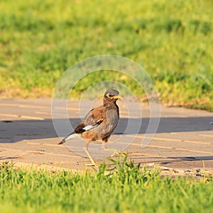 Common myna (Acridotheres tristis tristis) on the evening yellow