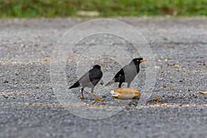 Common Myna Acridotheres tristis tristis in nature