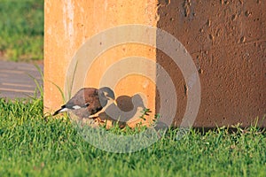 Common myna (Acridotheres tristis tristis) with shdow.