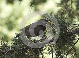 Common Myna Bird