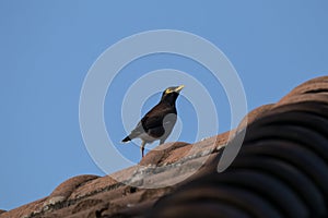 Common Myna bird