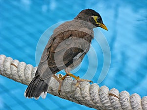 Common Myna bird Acridotheres tristis on the blue squares background.
