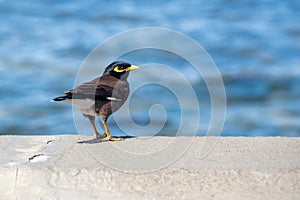 Common myna bird, acridotheres tristis, perched on a wall, Mahebourg, Mauritius