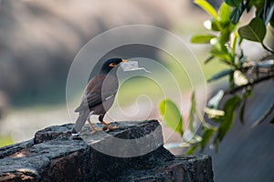 A common myna bird is carrying plastic on its beak