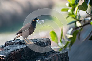 A common myna bird is carrying plastic on its beak