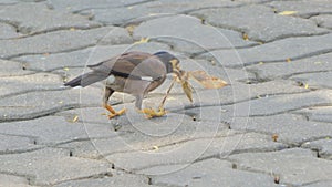 Common myna bird catching insect for feed.