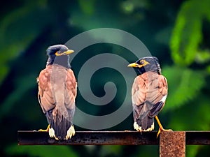 Common myna bird couple or Indian myna (Acridotheres tristis). Uttarakhand India.