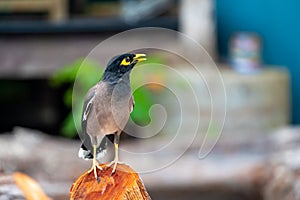 Common Myna bird, latin name Acridotheres Tristis Tristis, is sitting on the trunk. Bamboo island, Thailand