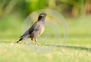 Common myna bird walking on green grass in a park. Acridotheres tristis photo