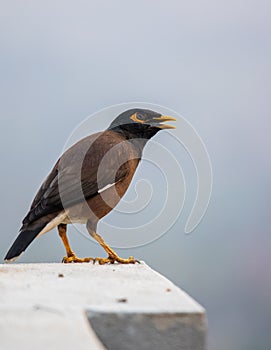 Common Myna Chirping