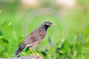 Common myna in green