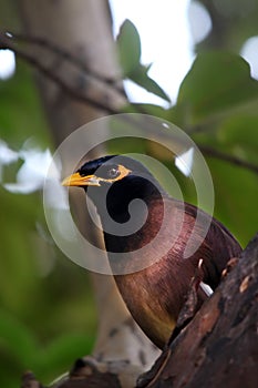 Common myna in green