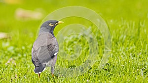 Common Myna on Green Grass