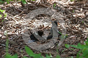 Common myna Acridotheres tristis fighting on the ground