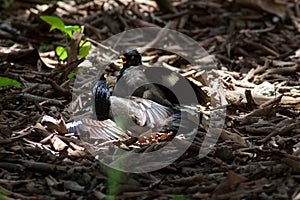 Common myna Acridotheres tristis fighting on the ground