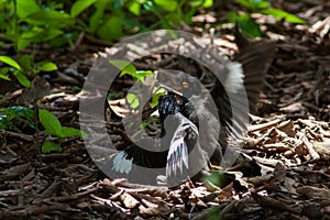 Common myna Acridotheres tristis fighting on the ground