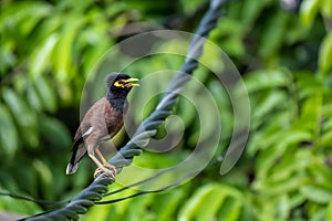 Common myna or Indian myna Acridotheres tristis is brown with a black head