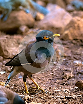 Common myna or Indian myna Acridotheres tristis photographed in Mumbai