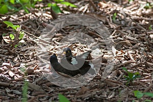 Common myna Acridotheres tristis fighting on the ground