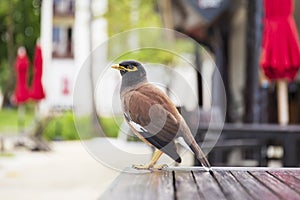 A common myna or Indian myna Acridotheres tristis standing on a wooden table in the garden