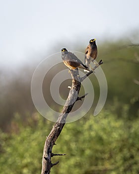 common myna or Indian myna or mynah or Acridotheres tristis bird pair perched on branch in natural scenic green background in