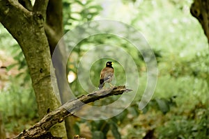 Common myna or Indian mynah Acridotheres tristis of Sturnidae starlings bird family spotted in a forest tree branch of