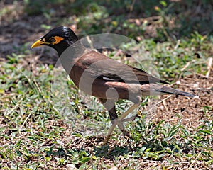 Common Myna on the island of Koh Kradan Thailand